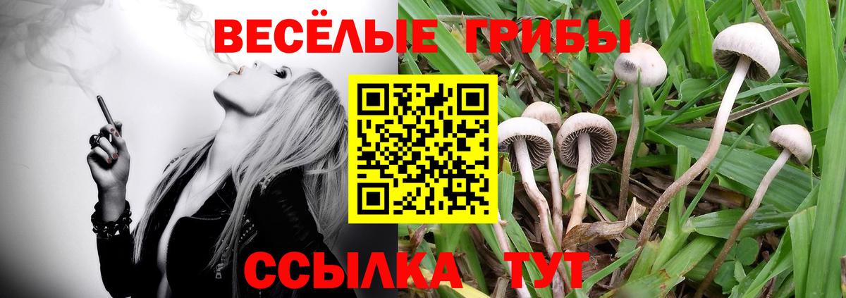 Волжск  где купить наркоту  Вход с VPN  Псилоцибиновые грибы Psilocybe 